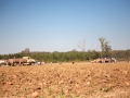 field_03.jpg