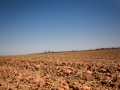 landscapeField_01.jpg