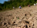 potatoGround.jpg