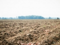 potatoGroundField.jpg