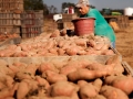potatoMan.jpg