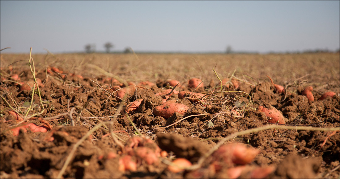 Edmondson Farm A Sweet Potato Farm In Vardaman Ms 