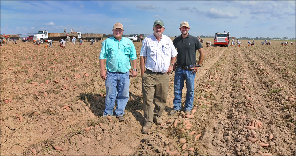 Edmondson Farm A Sweet Potato Farm in Vardaman, MS.