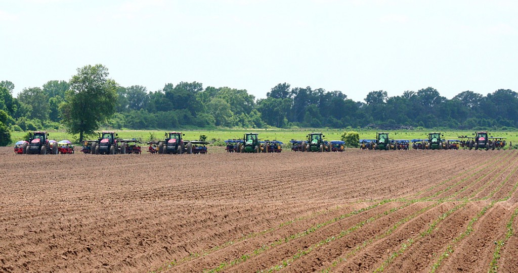 Edmondson Farm A Sweet Potato Farm in Vardaman, MS.